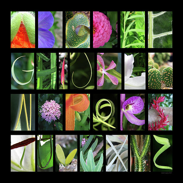 Alphabet Photo Art