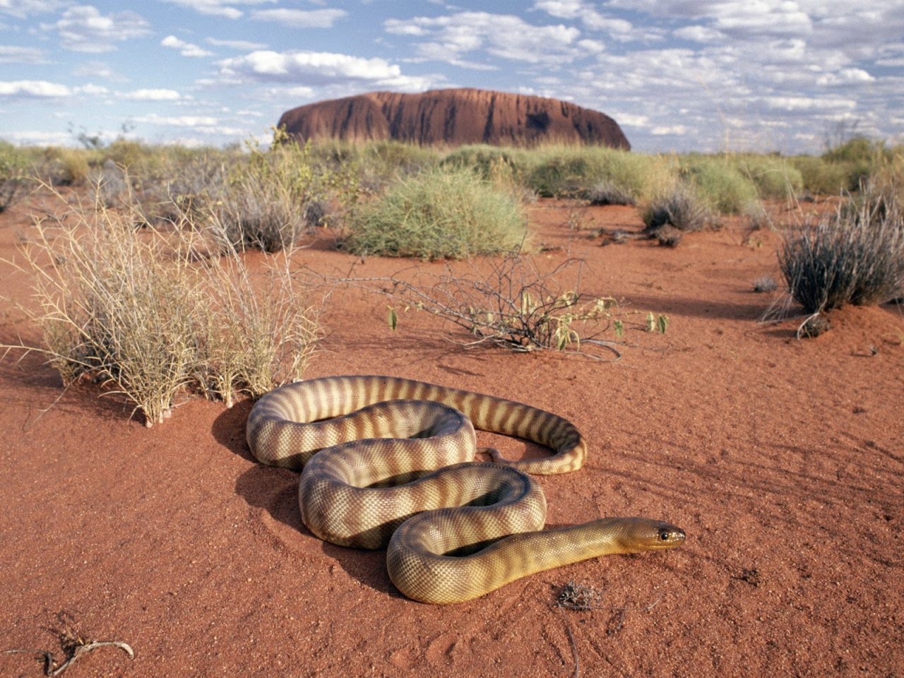 Australian Desert Animals Adaptations