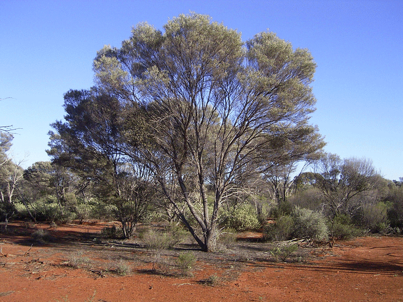 Australian Desert Animals Adaptations