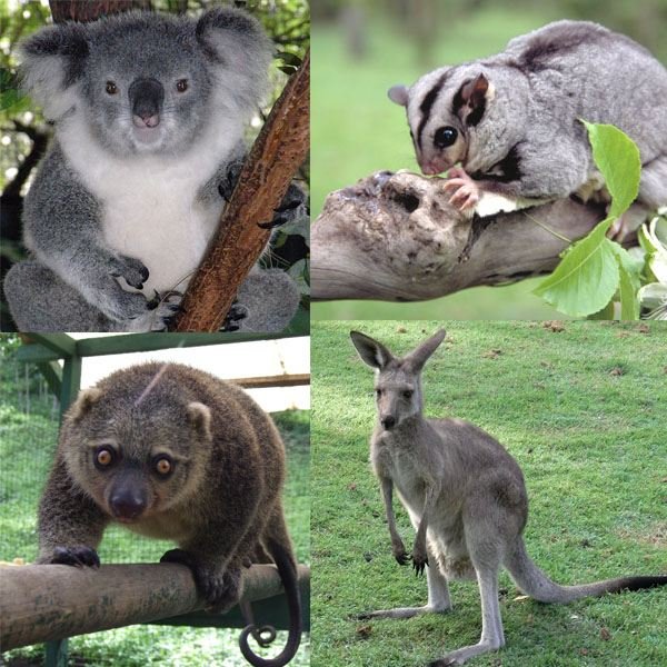 Australian Desert Animals Adaptations