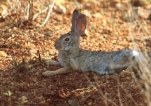 Australian Desert Animals Adaptations