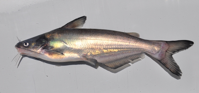 Florida Catfish Species