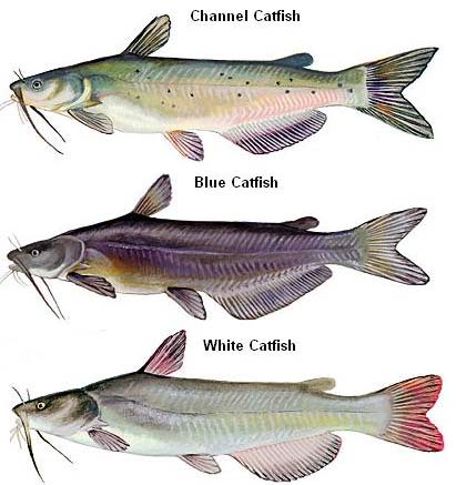 Florida Catfish Species