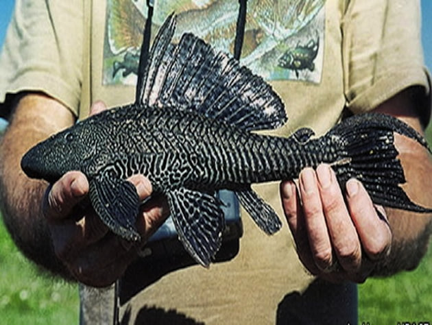 Florida Catfish Species