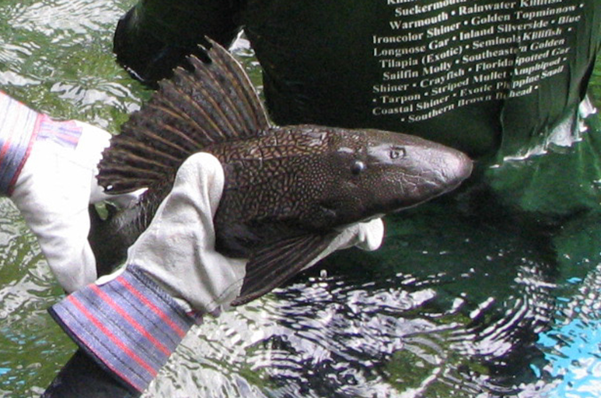 Florida Catfish Species