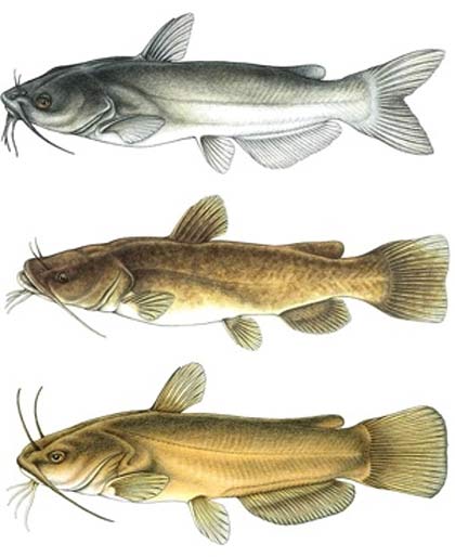 Florida Catfish Species