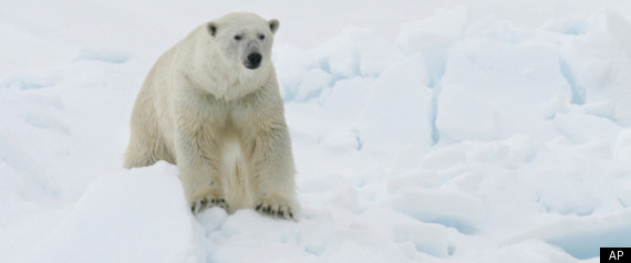 Newspaper Articles On Global Warming And Polar Bears