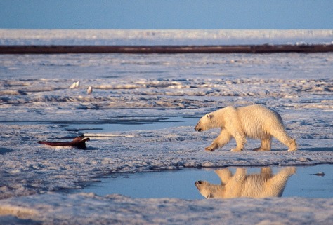 Newspaper Articles On Global Warming And Polar Bears