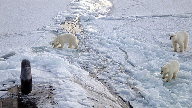 Newspaper Articles On Global Warming And Polar Bears