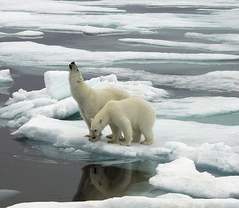 Newspaper Articles On Global Warming And Polar Bears