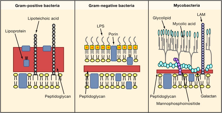 Saccharomyces Cerevisiae Gram Stain Positive Or Negative