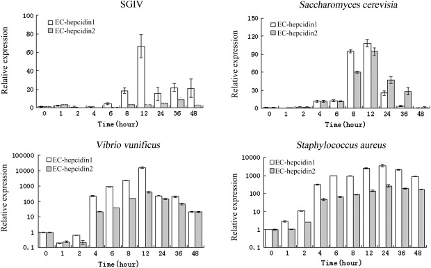 Saccharomyces Cerevisiae Gram Stain Positive Or Negative