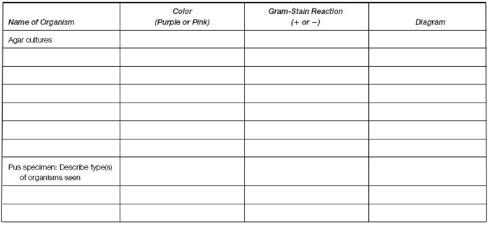 Saccharomyces Cerevisiae Gram Stain Positive Or Negative