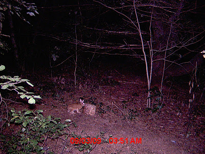 Scary Game Camera Pictures